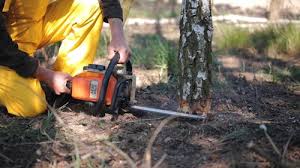 Reliable Madison, WV Tree Services Solutions